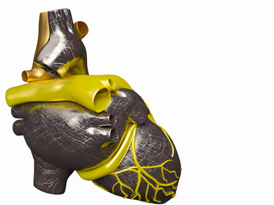 人工人类心脏模型图片