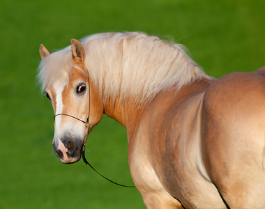 haflinger 马