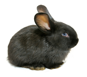 黑兔子图片