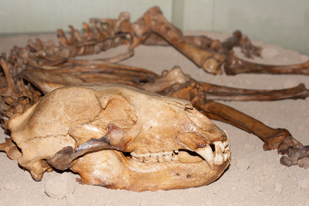 死熊熊骨架照片