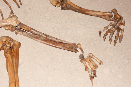 死熊熊骨架照片