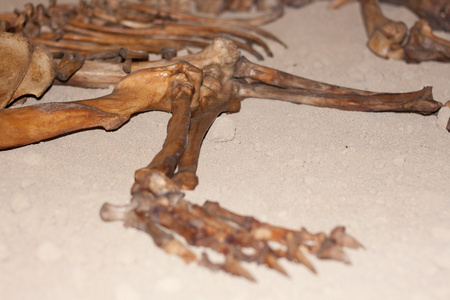 死熊熊骨架照片