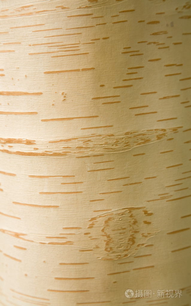 桦(桦木) 树皮背景照片-正版商用图片0vevaf-摄图新视界