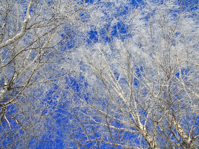 冬天与雪树