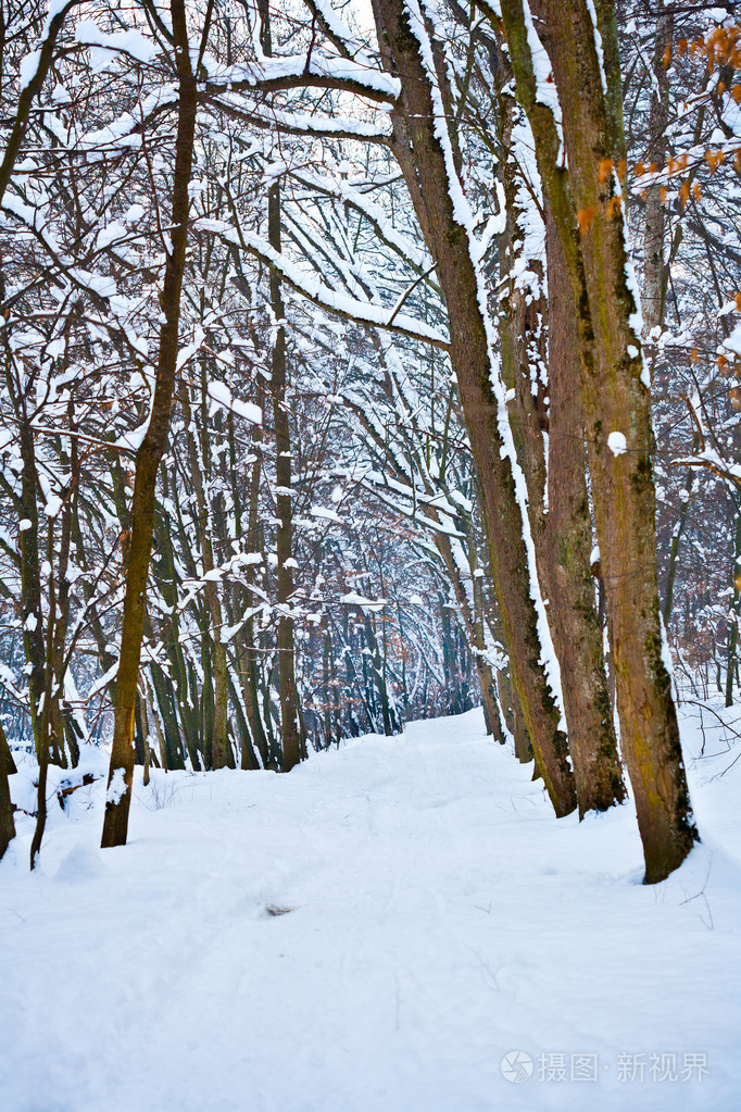 在冬天的森林