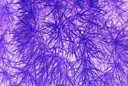 抽象梦幻般的紫色植物背景图片