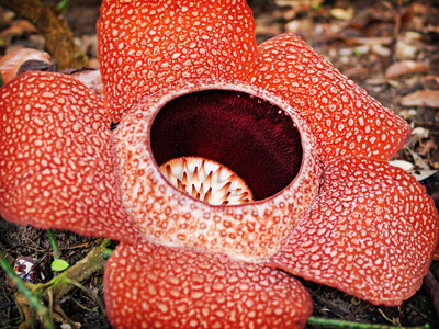 大王花盛开照片