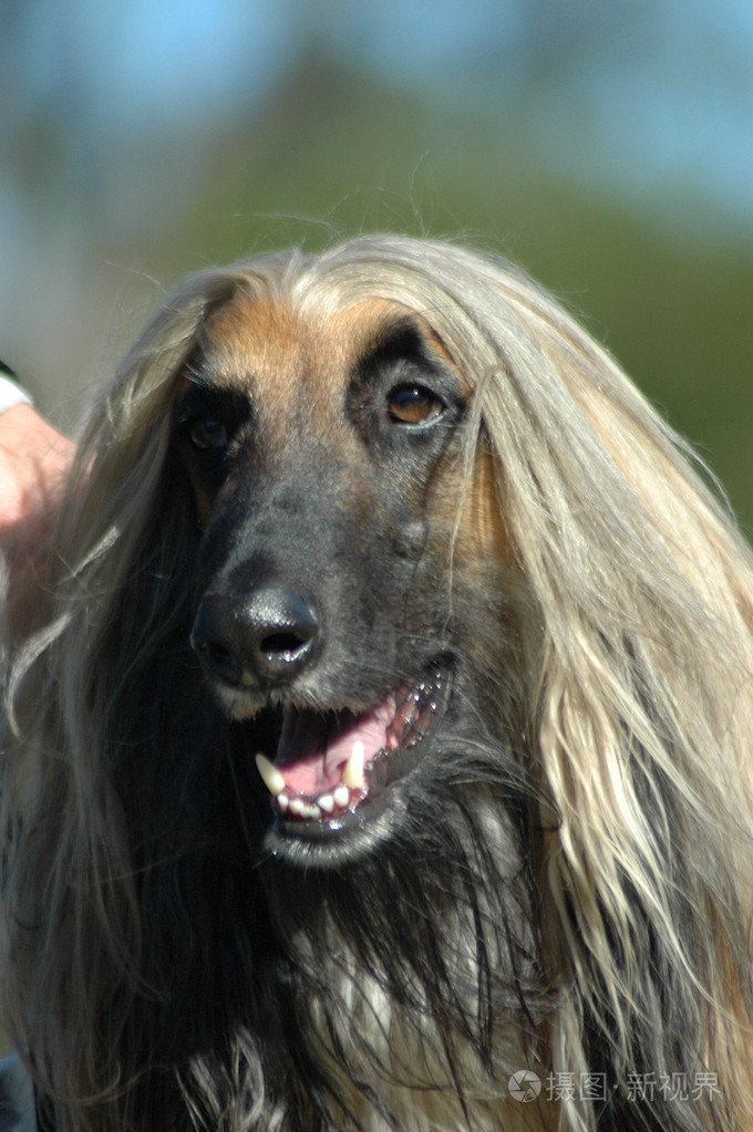 暂无图片作者ankevanwyk新媒体授权标准授权扩展授权如何选择jpg大