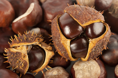 板栗壳中图片-板栗壳中素材-板栗壳中插画-摄图新视界