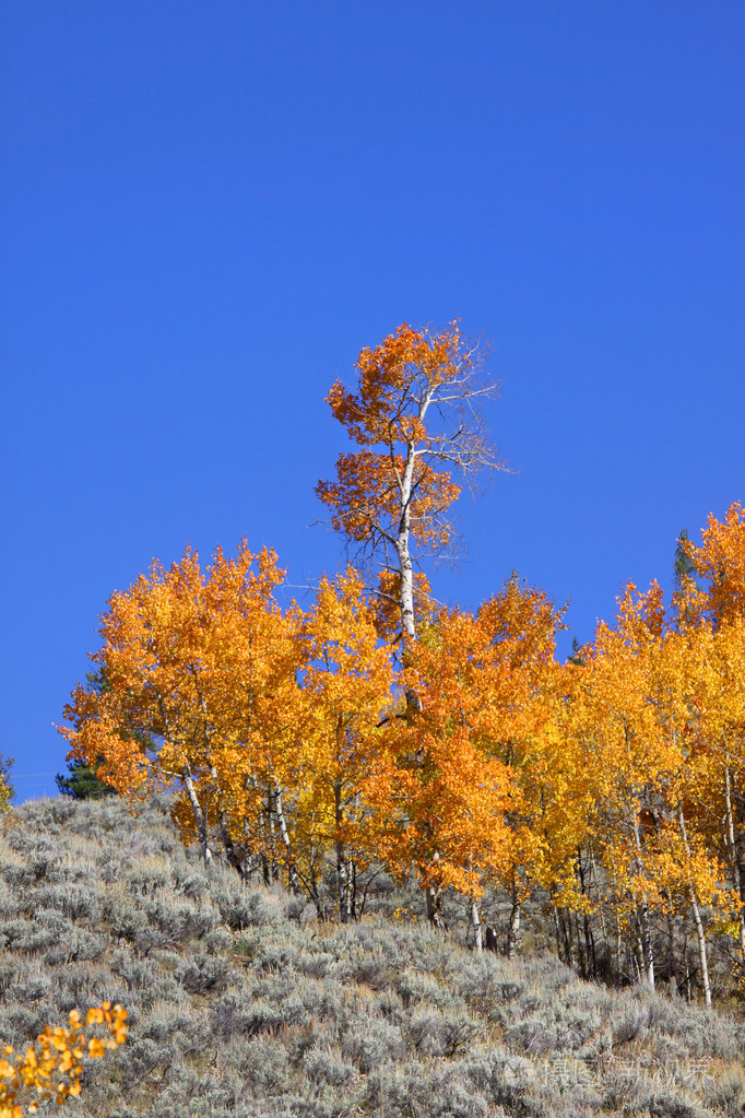 在小山在白杨树