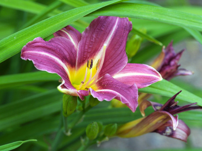 黄花菜