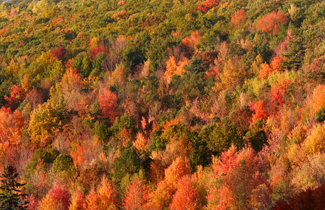 秋天的树木的地毯