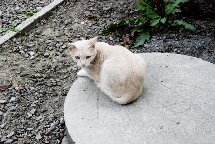 坐在水泥圆圈上的姜猫
