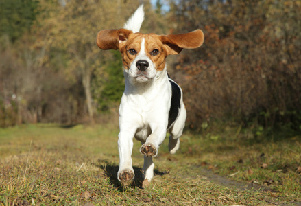 比格犬在秋天公园中运行