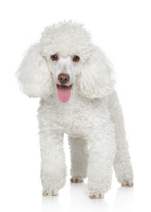 白色小型贵宾犬