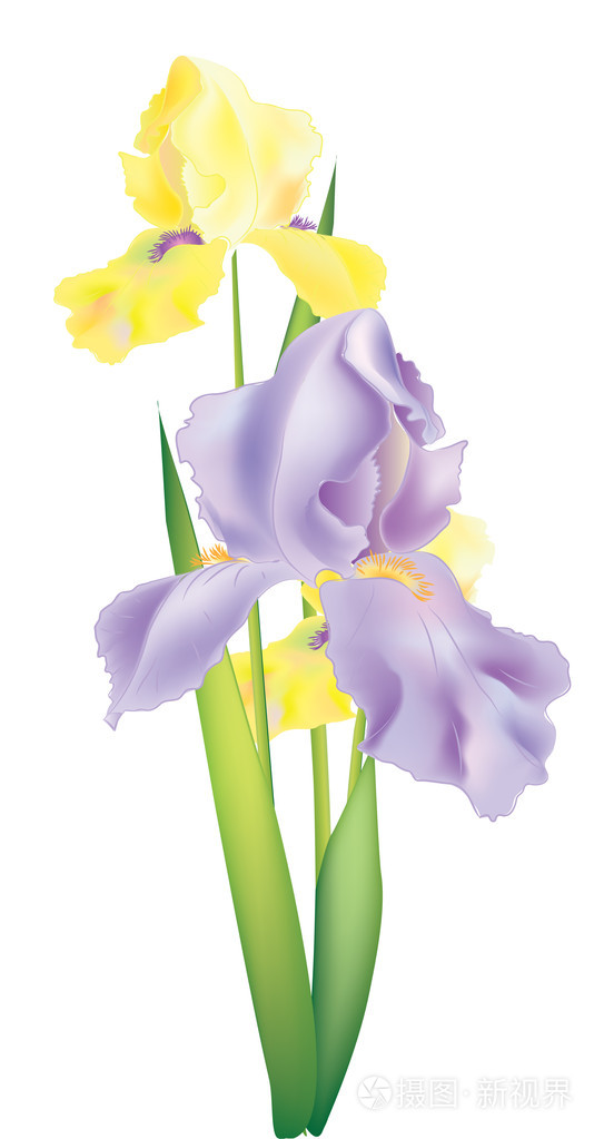 鸢尾花的插图