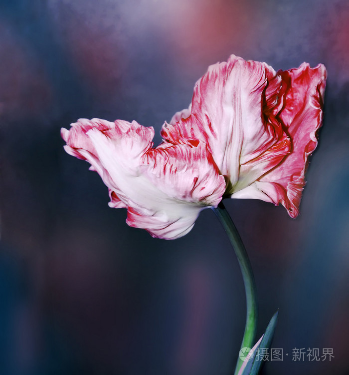 郁金香花