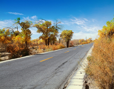 在森林里的公路道路