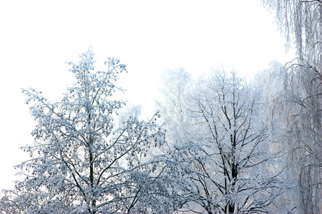 完美的冬季天和孤立的新雪图片