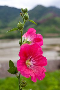 粉红色的花