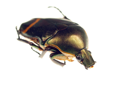 孤立在白色的蜣螂照片