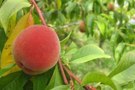 桃作为水果好食物自然背景图片