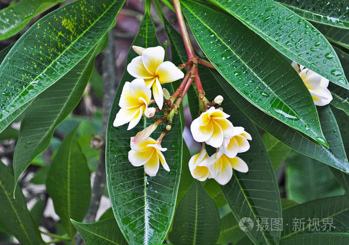 温柔的雨后花