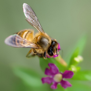 紫色的花朵和蜜蜂图片