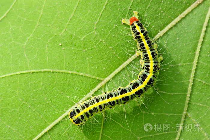 叶上可爱毛毛虫