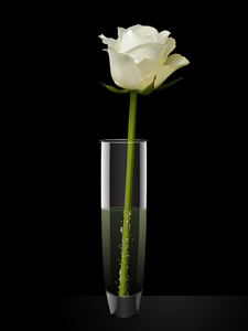 在玻璃花瓶里的白玫瑰