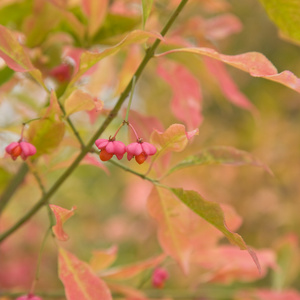 秋季红果 主轴 植物浆果