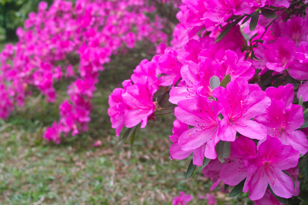 杜鹃花朵