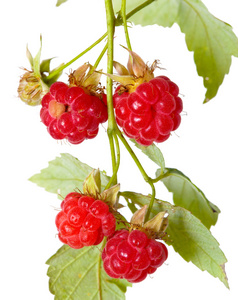 在一个分支上的树莓的成熟莓果