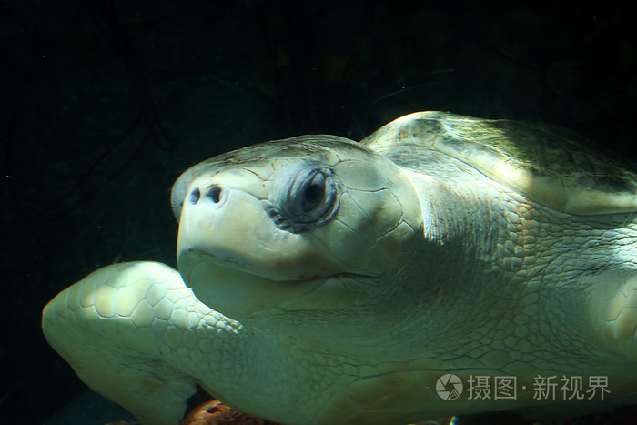 橄榄 ridley 海龟