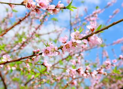 中国新年装饰花桃花