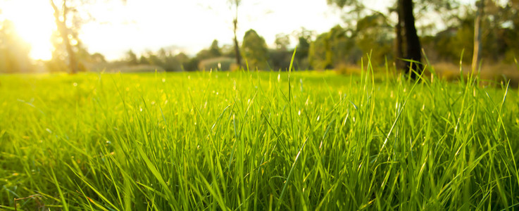茂盛的草丛照片