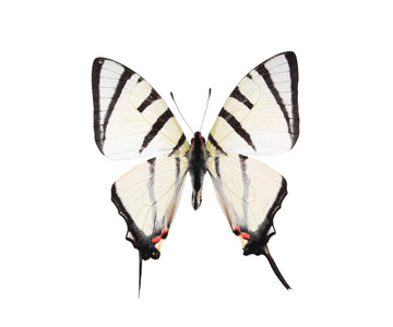 孤立在白色背景上的黑色和白色蝴蝶