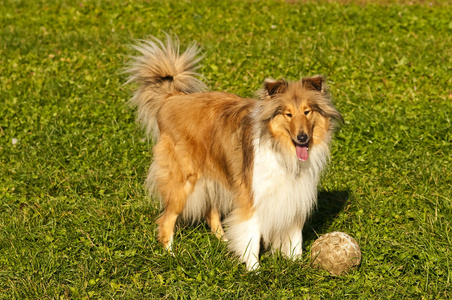 牧羊犬用球