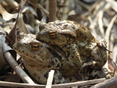 交配的青蛙癞蛤蟆(蟾蜍)对蟾蜍卵的电线由链接的双的青蛙在交配在水中