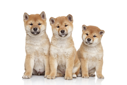 shiba inu 小狗画像