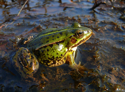 沼泽蛙Rana Ridibunda