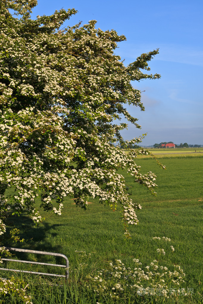 农村草地和边缘