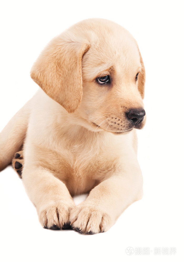 2个月大的拉布拉多犬小狗