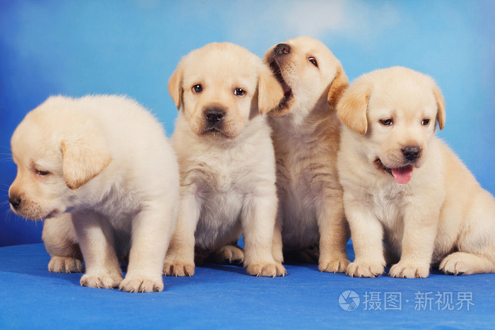 蓝色背景上的黄色拉布拉多犬小狗