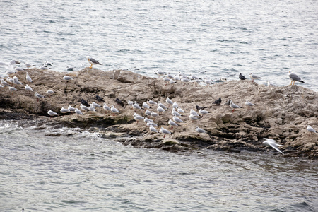 在岩石上的海鸥