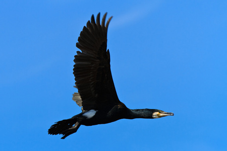 Phalacrocorax Carbo