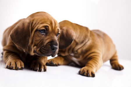 小狗 amstaff 腊肠狗