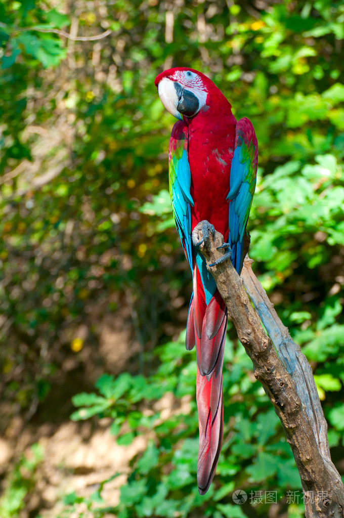 红绿金刚鹦鹉jpg