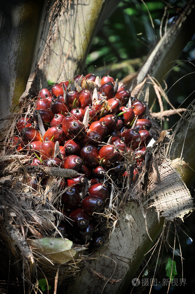 油棕果