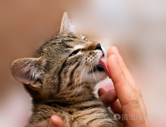 小猫舔手指